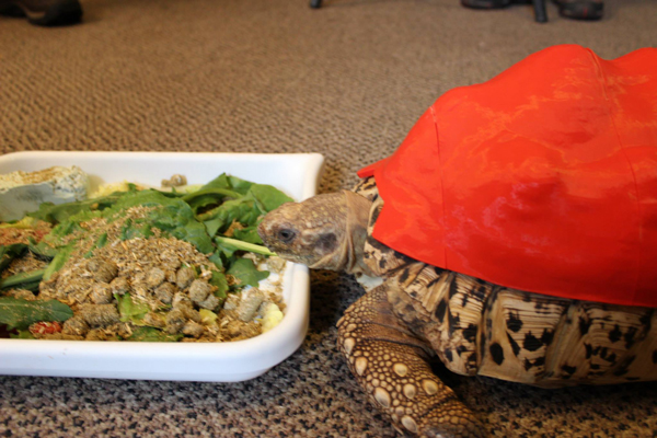 Cleopatra Eating
