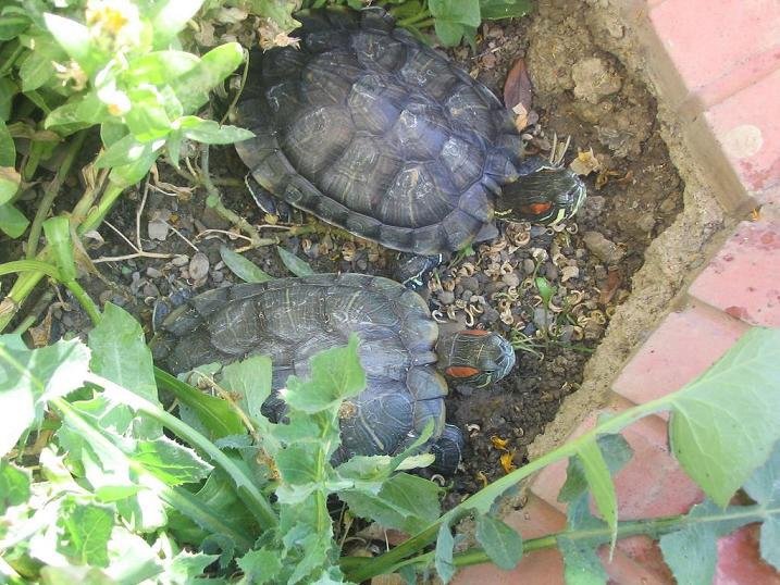 Red Eared Slider Turtle