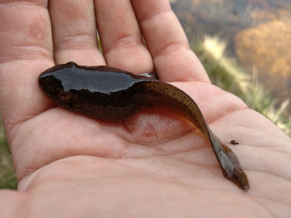 Bullfrog Tadpole