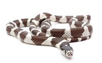 Kingsnake200x123