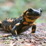Fire Salamander3
