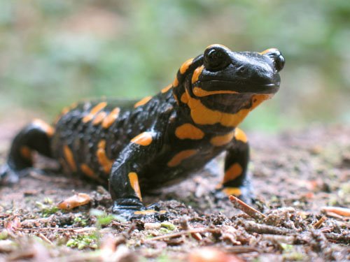 Fire Salamander3