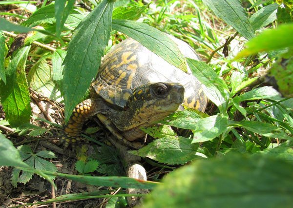 Eastern Box Turtle4