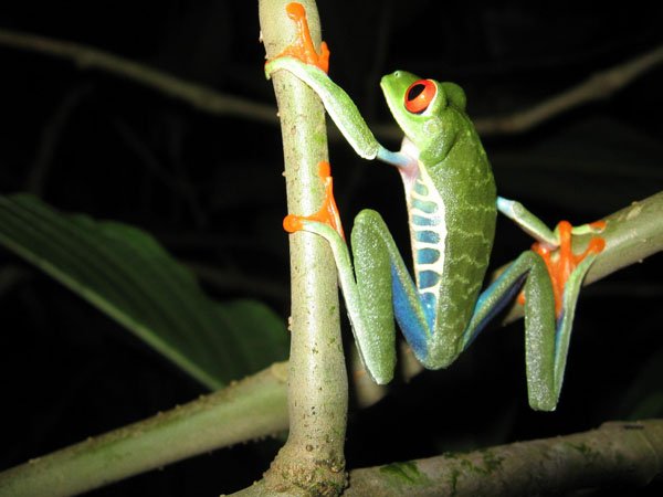 Red Eyed Treefrogslv