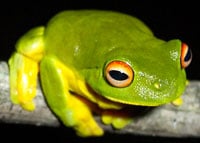 Litoria Chloris200