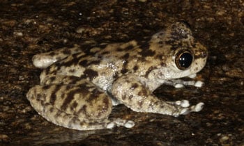 Litoria Lorica350
