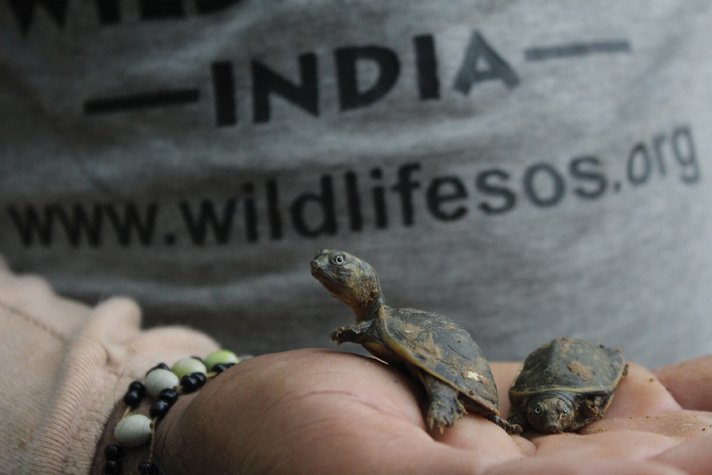 India Snakes7