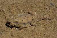 Phrynosoma Mcallii200