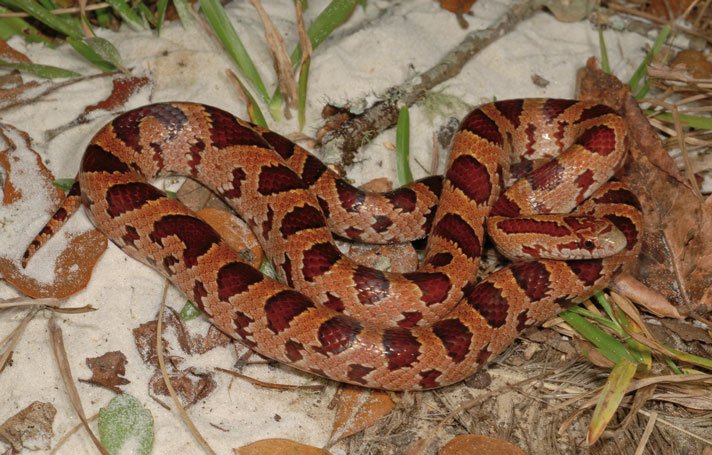 Mole Kingsnake