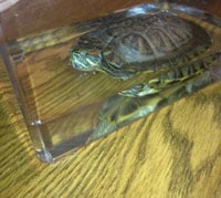 Abandonedturtle200