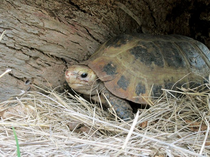 Elongated Tortoise9