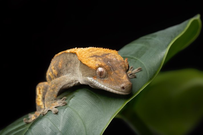 Crested Gecko1