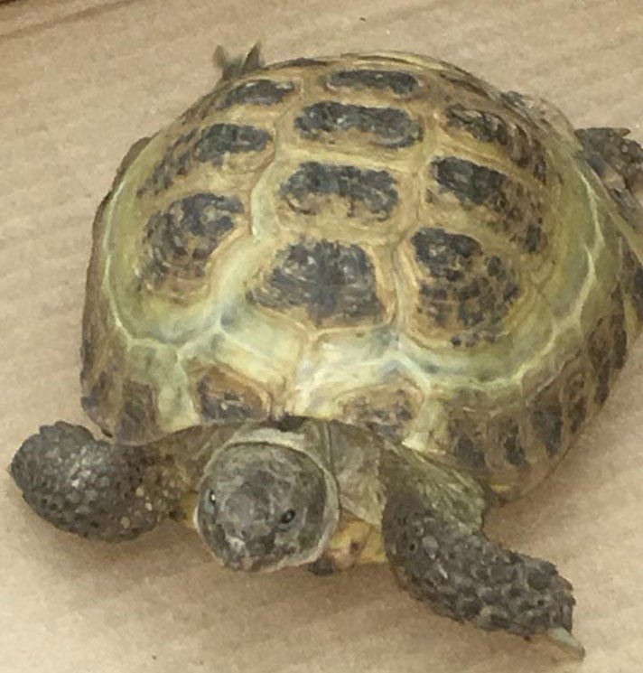 Russian Tortoise