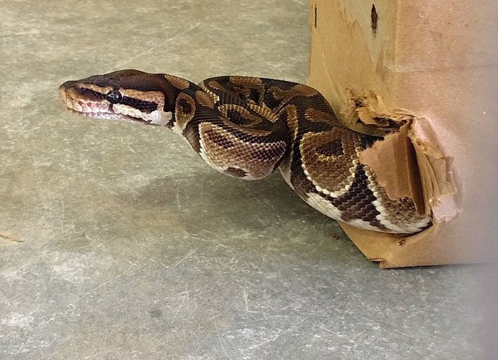 Lost Ball Python