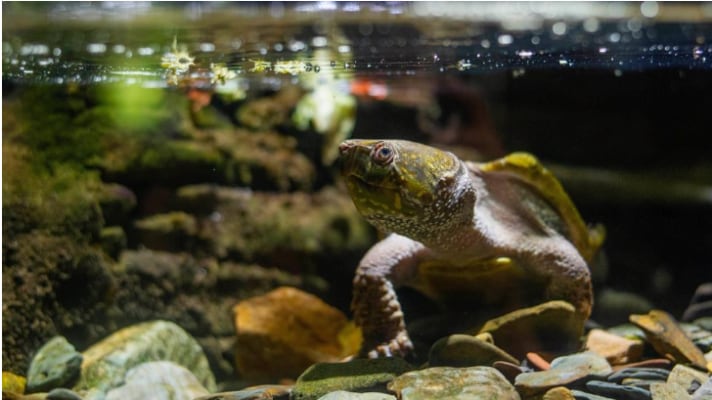 Chinese Big Headed Turtle