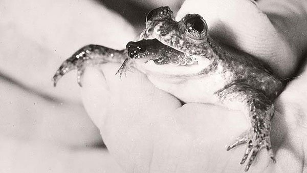 Gastric Brooding Frog600
