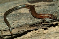 Lygosoma200