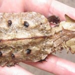 Mata Mata Turtle