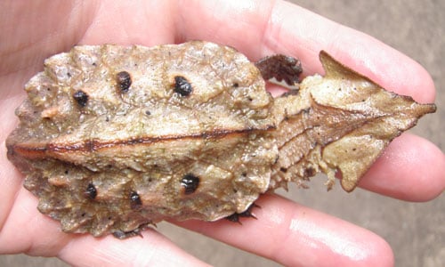 Mata Mata Turtle