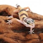 Leopardgecko500