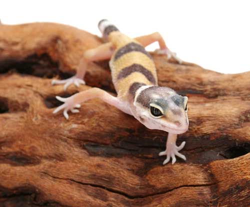 Leopardgecko500