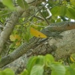 Varanus Bennetti