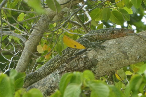 Varanus Bennetti 