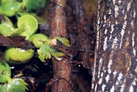 Crocodile Lizard 10 200