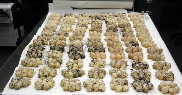 Sea Turtle Eggs600