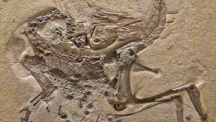 Schoenesmahl Dyspepsia