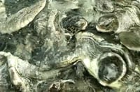 Cayman Turtlefarm200