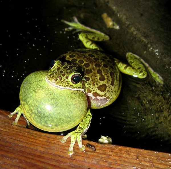 Barking Treefrog1