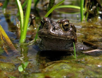 Yosemite Toad350