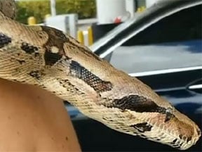 Pet Boa