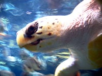 Greenseaturtle 200px