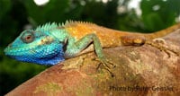 Calotes Bachae200