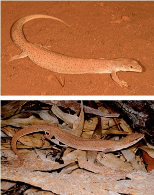 Varanus Sparnus