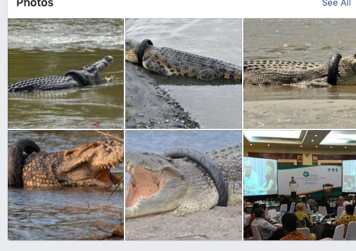 Siamese Crocodile