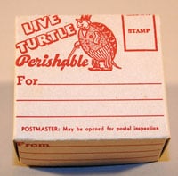 Turtle15 2001