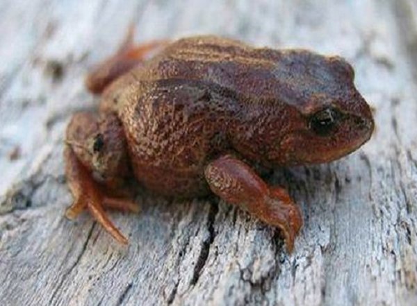Peru Frog Species