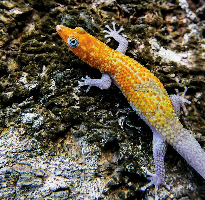 Sphaerodactylus Copei