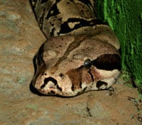 Boa Constrictor255