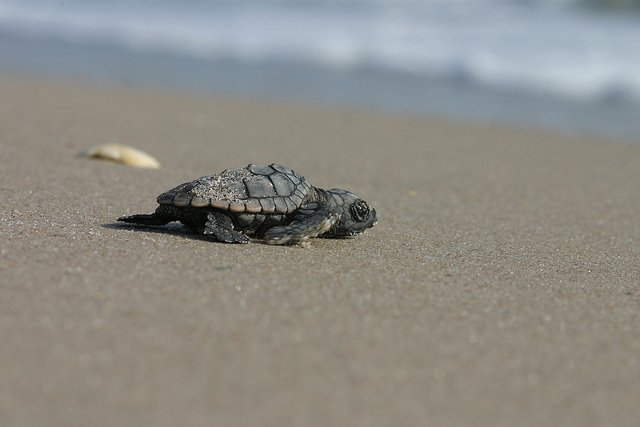 Seaturtle Hatchling