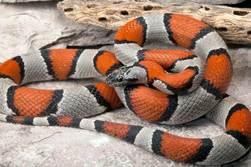 Gray Banded Kingsnake1