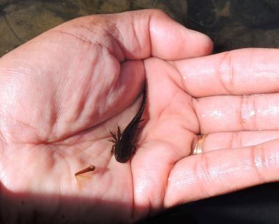 Larval Salamander