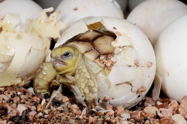 Stigmochelys Sulcata