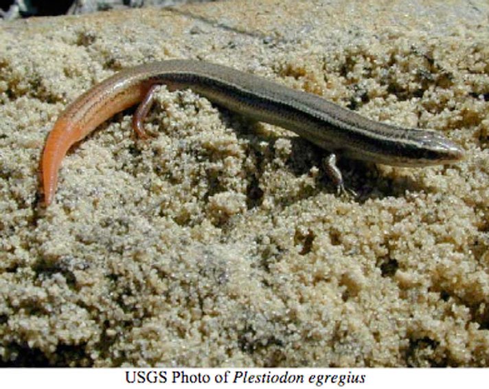 Cedar Key Mole Skink