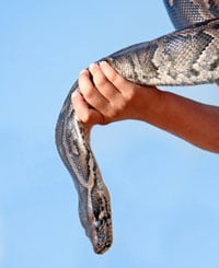 Large Snake Hand 200