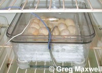Gtp Eggs 200