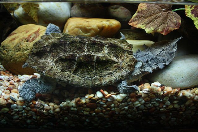 Chelus Fimbriatus